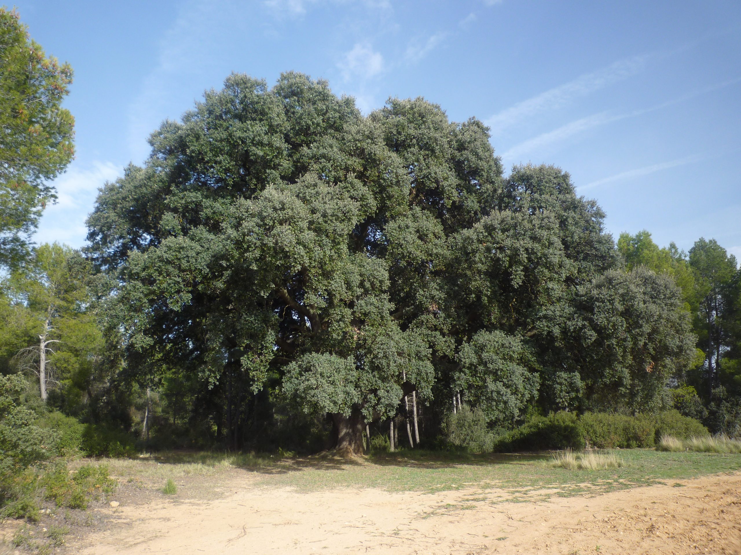 Vegetación de Venta del Moro
