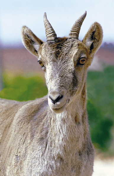 Fauna de Venta del Moro